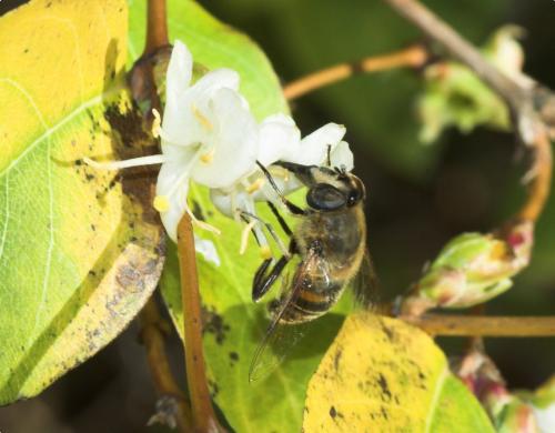 Eristalis tenax